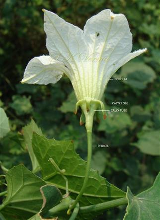  Male Flower (Lateral view)